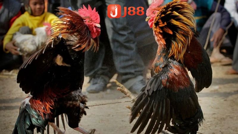 Tại sao nên tham gia đặt cược tại sảnh AOG đá gà